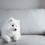 7 rase de caini care pot fi tinuti in apartament
