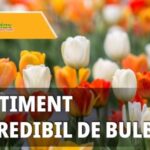 Alegerea bulbilor de flori de primăvară