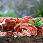 ganoderma