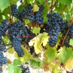 Feteasca Neagră – Regele Vinurilor Românești