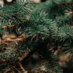 Importanta Craciunului si oferirea de cadouri celor dragi tie