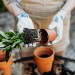 Dorești să începi grădinăritul ca hobby, dar nu știi de ce ai nevoie? Iată 7 lucruri necesare pentru a putea planta