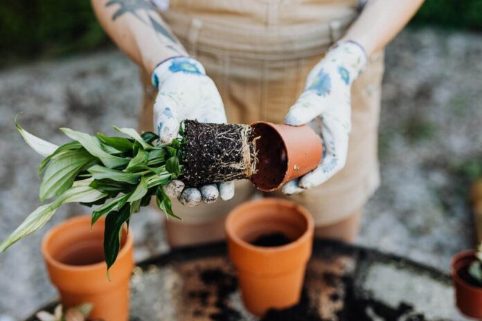 Dorești să începi grădinăritul ca hobby, dar nu știi de ce ai nevoie? Iată 7 lucruri necesare pentru a putea planta