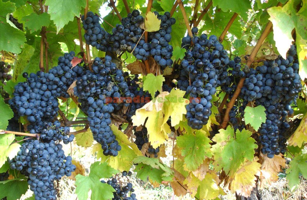 Feteasca Neagră – Regele Vinurilor Românești