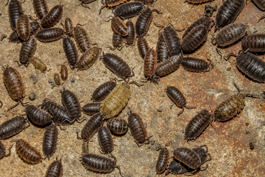 Firmă dezinsecție gândaci – soluția profesionistă pentru eliminarea rapidă și sigură a infestărilor